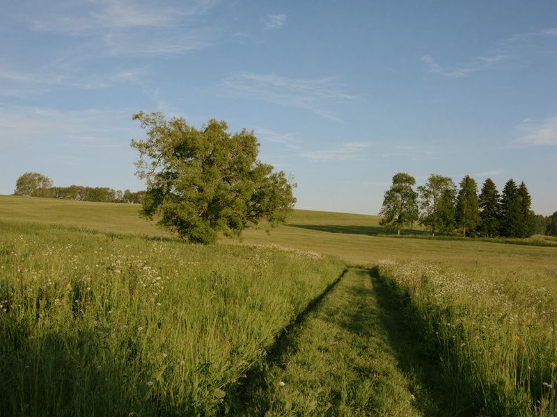 A mown path into a green summer field with a shade tree